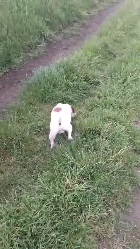 Jack Russell dogs for stud: Jack Russell Lakeland in Liverpool - Video 1
