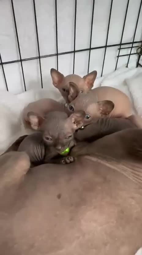 Sphynx cats for sale: Stunning Female Seal Point Canadian Sphynx Kitten - Video 3