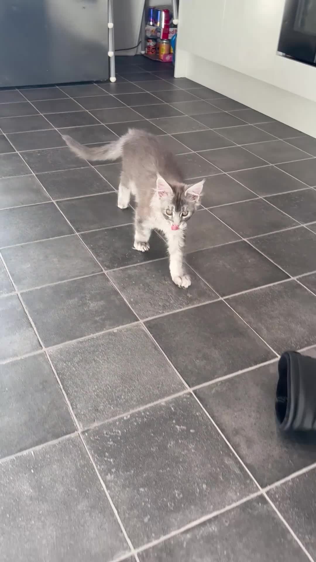 Maine Coon cats for sale: GCCF Female Blue Ticked Tabby Maine Coon Kitten - Video 2