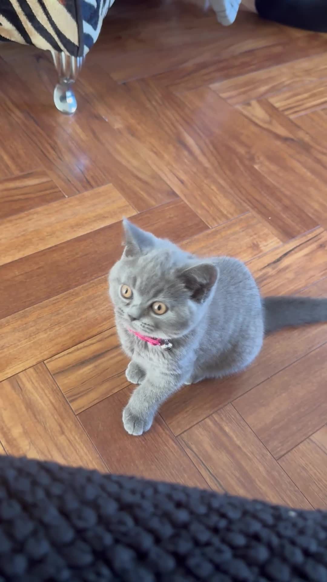 British Shorthair cats for sale: Mela  in Walsall - Video 1