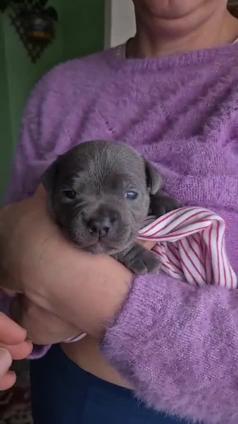 Staffordshire Bull Terrier dogs for sale: Blue Staffordshire Bull Terrier Puppy for Sale   - Video 1
