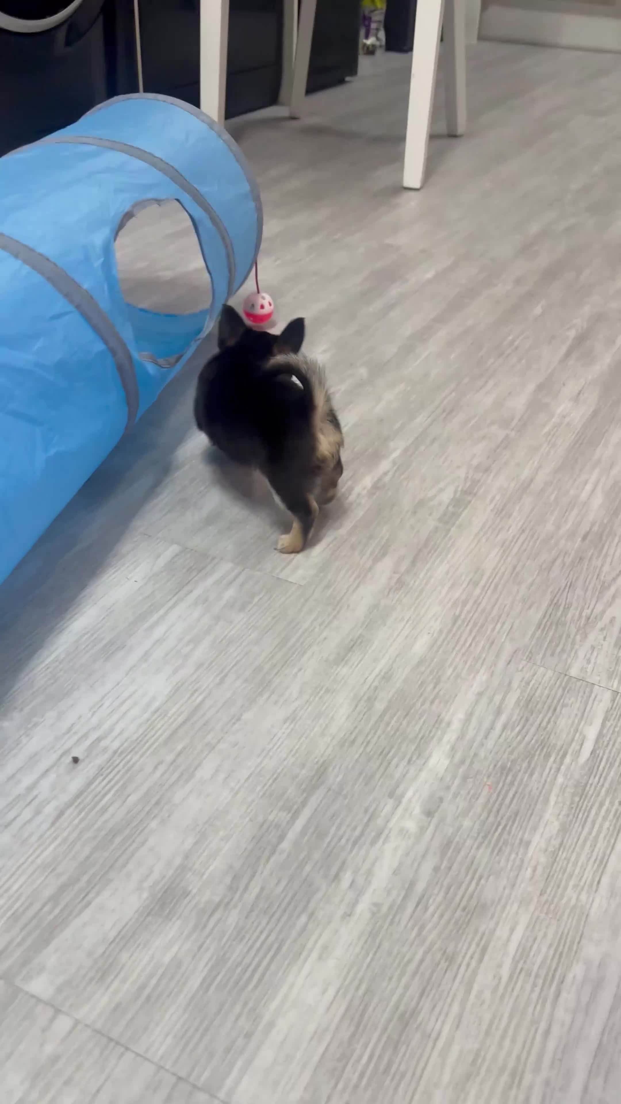 Chihuahua dogs for sale: Apple Head Chihuahua Puppies  in Chelmsford - Video 1