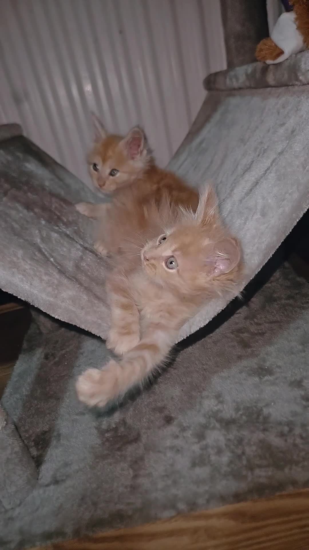 Maine Coon cats for sale: 2 purebred male mainecoons  - Video 3