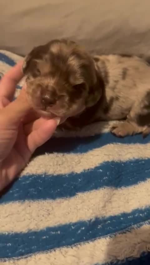 Dachshund dogs for sale: Miniature Dachshund cross pup - Video 5
