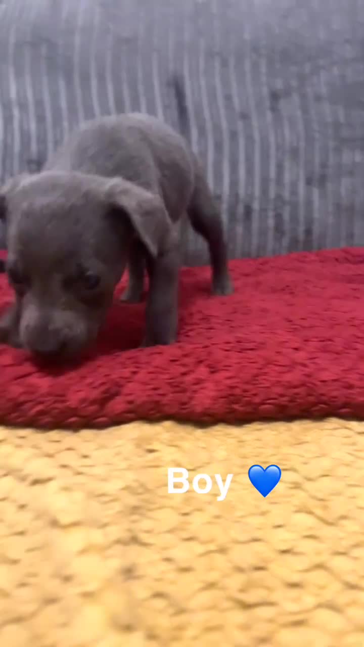 Mixed Breed dogs for sale: Beautiful mixed breed puppies - Video 5