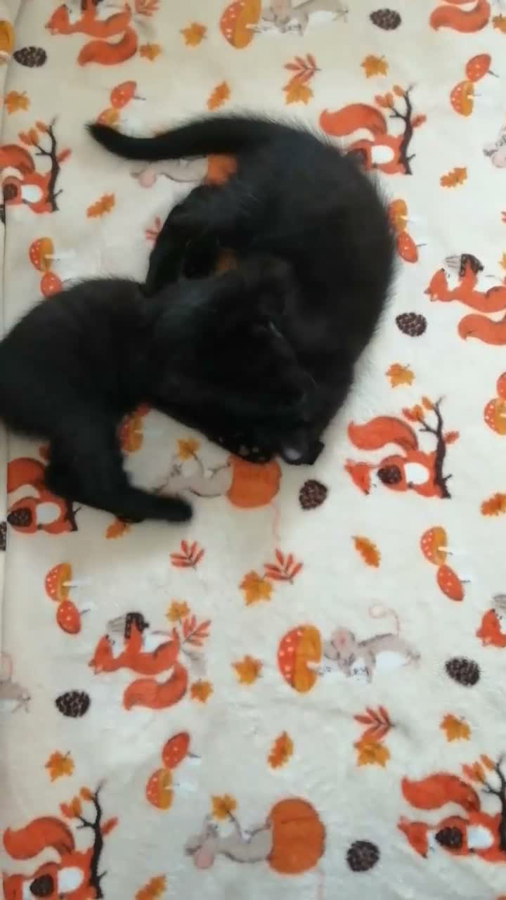 Mixed Breed cats for sale: Kittens. - Video 2