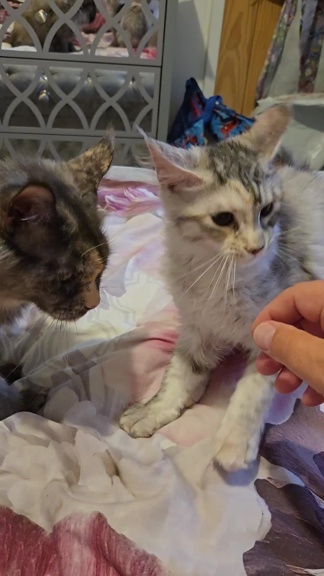 Maine Coon cats for sale: TICA REGISTERED PEDIGREE MAINE COON KITTEN'S - Video 1