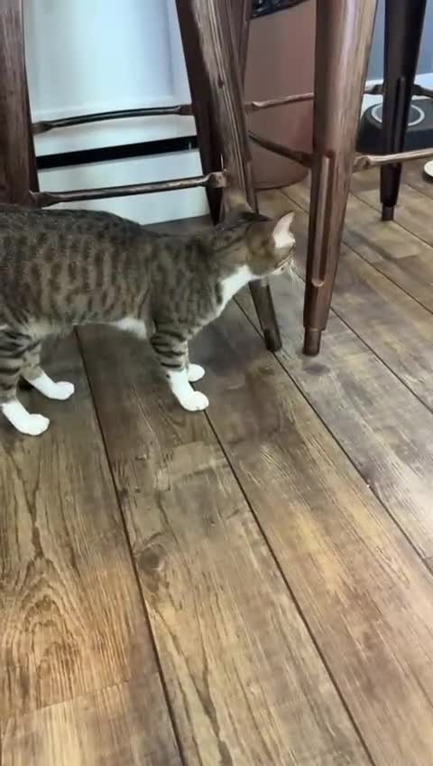 Mixed Breed cats for adoption: NOODLE - AMAZING FURPATTERN AFECTIONATE FUN HAPPY  - Video 3