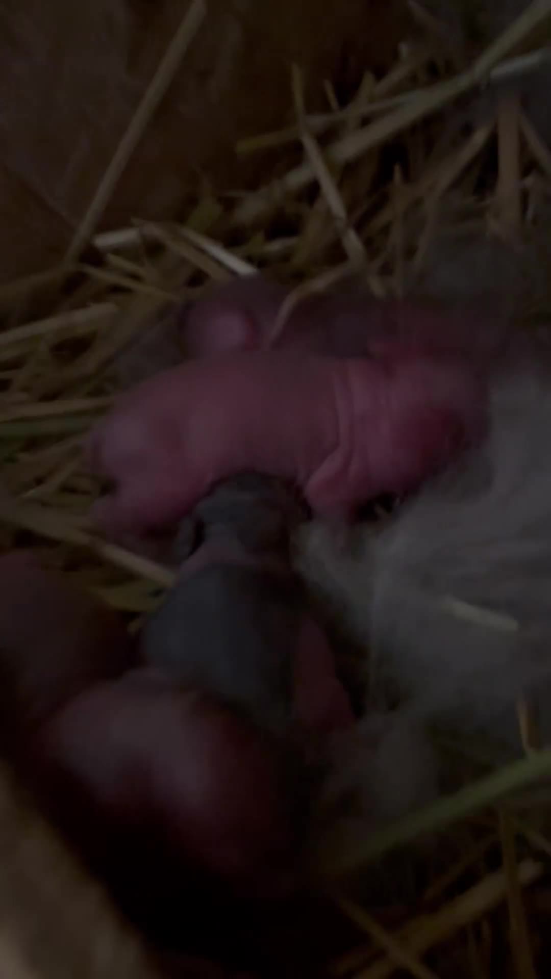 Mixed Breed rabbits for sale: Double Mained Lionhead. • 4kits ready to reserve  - Video 2