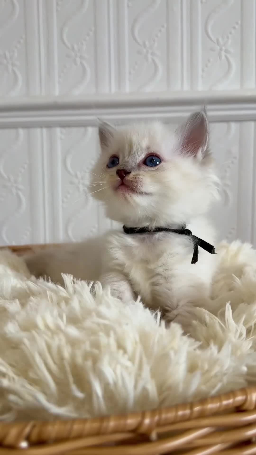 Ragdoll cats for sale: ✨ Exceptional Ragdoll Kittens Ready to leave ✨ - Video 1