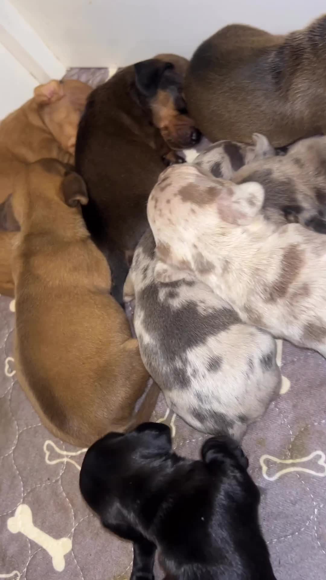 Miniature Dachshund dogs for sale: READY NOW! DAPPLE MINIATURE DACHSHUNDS⭐️ - Video 1