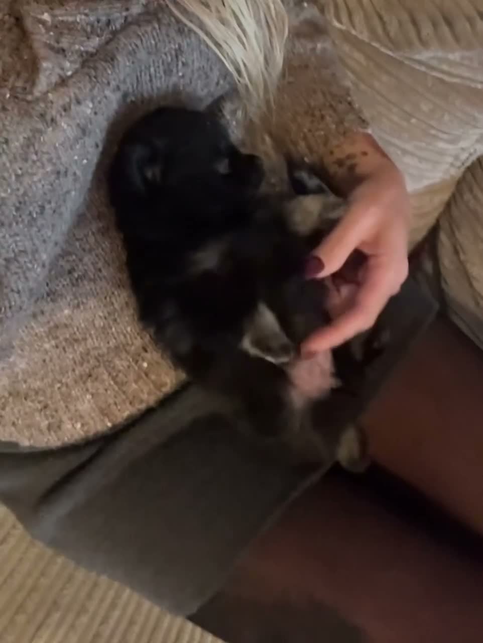 Pomchi dogs for sale: Stunning super friendly laidback little girl  - Video 3