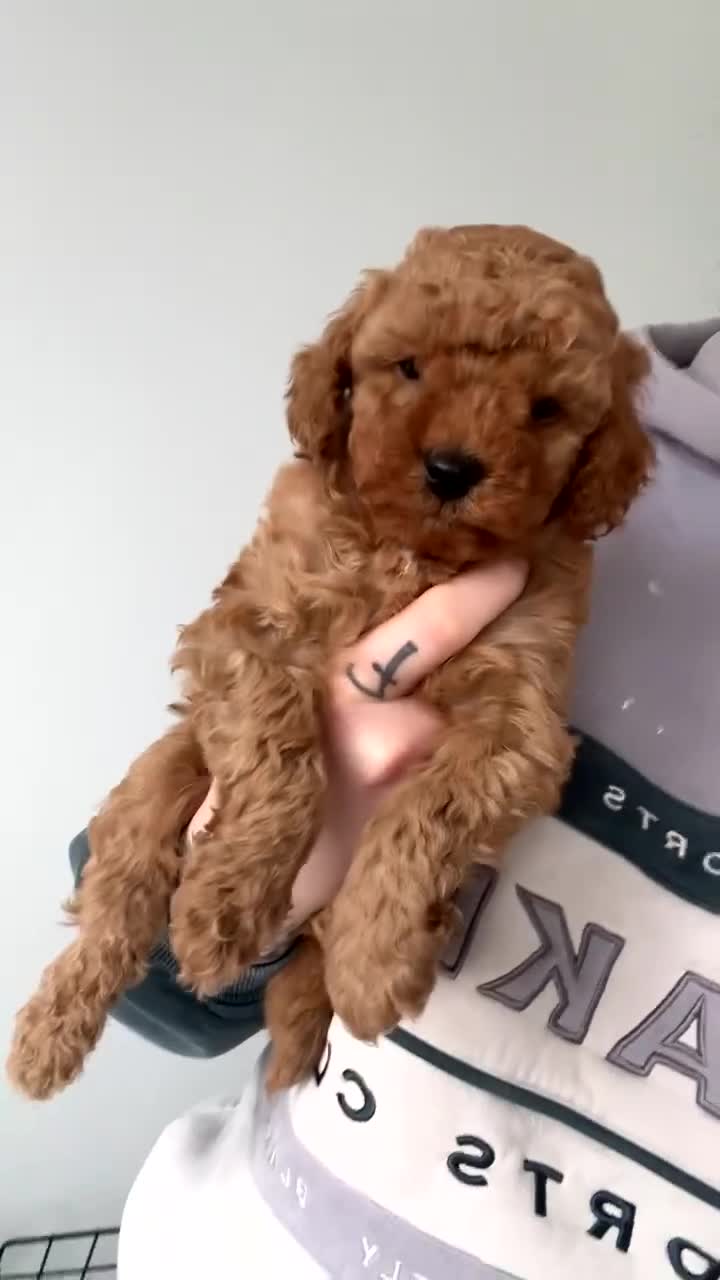 Cockapoo dogs for sale: Boy miniature cockapoo - Video 4