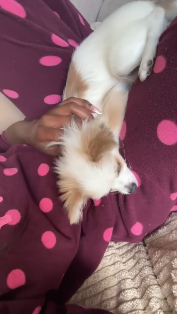 Pomchi dogs for sale: I have to sell my little man - Video 3