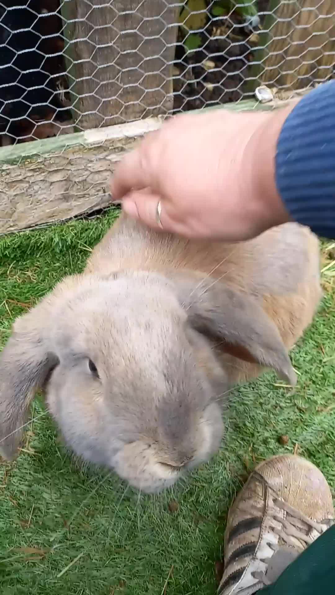 French Lop rabbits for sale: Beautiful female French Lop - Video 1