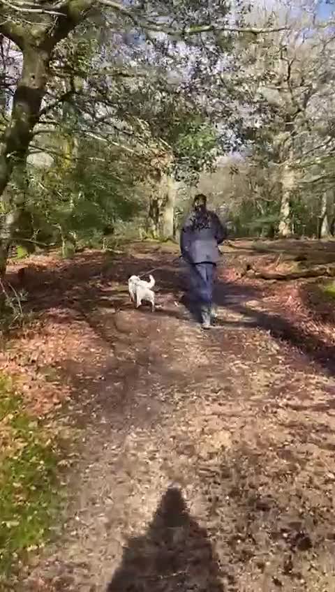 Mixed Breed dogs for adoption: Poppy  - Video 1