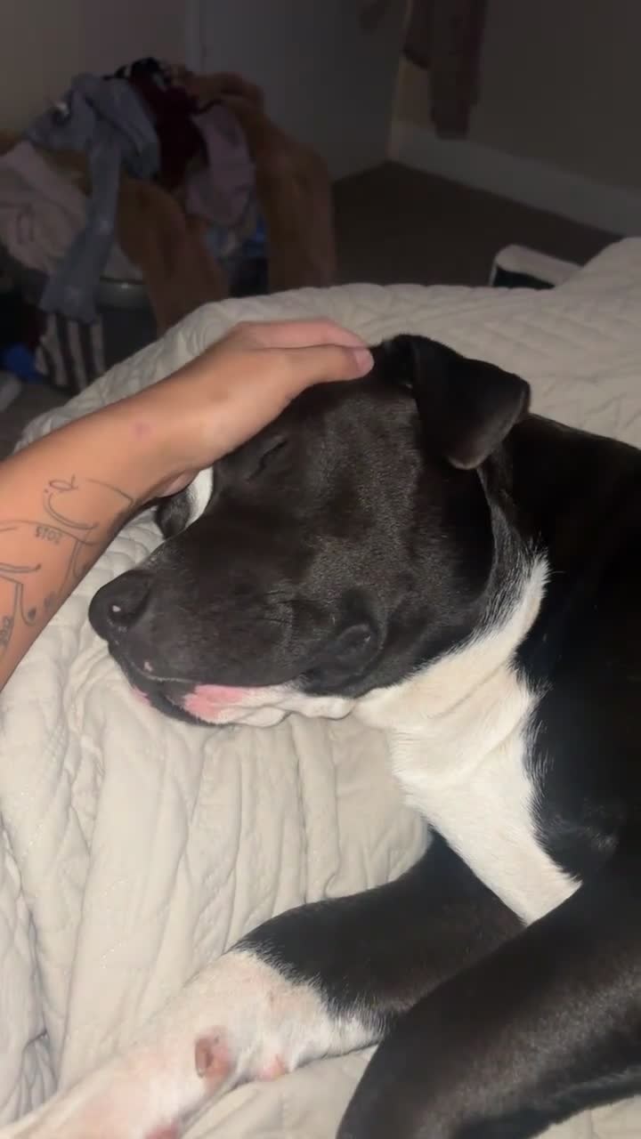 Mixed Breed dogs for sale: American Staffordshire bull terrier - Video 1