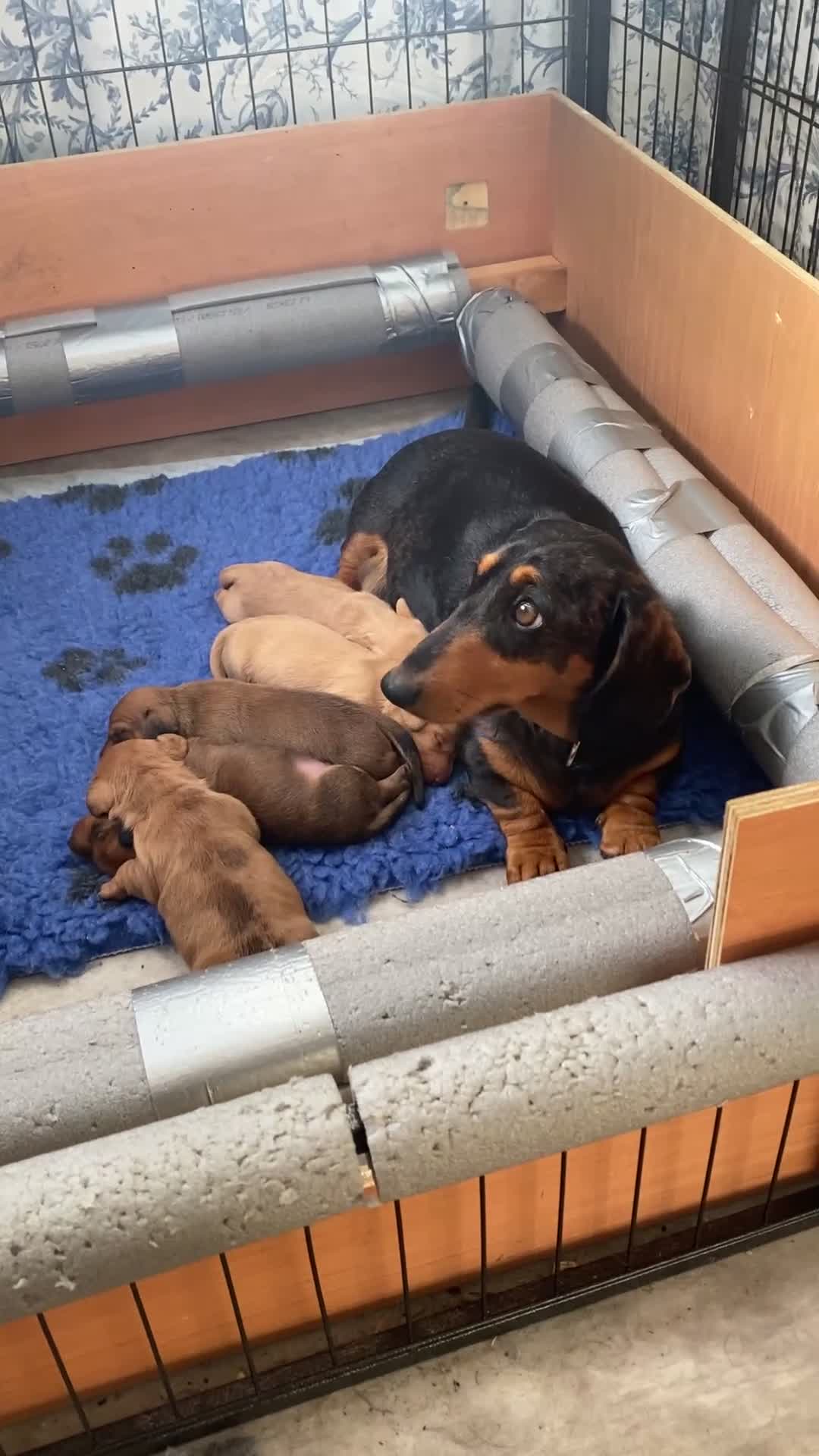 Miniature Dachshund dogs for sale: Gorgeous miniature smooth coated dachshunds  in Saltash - Video 5