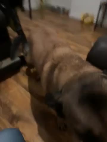 Belgian Shepherd Dog dogs for sale: Narla - Video 1
