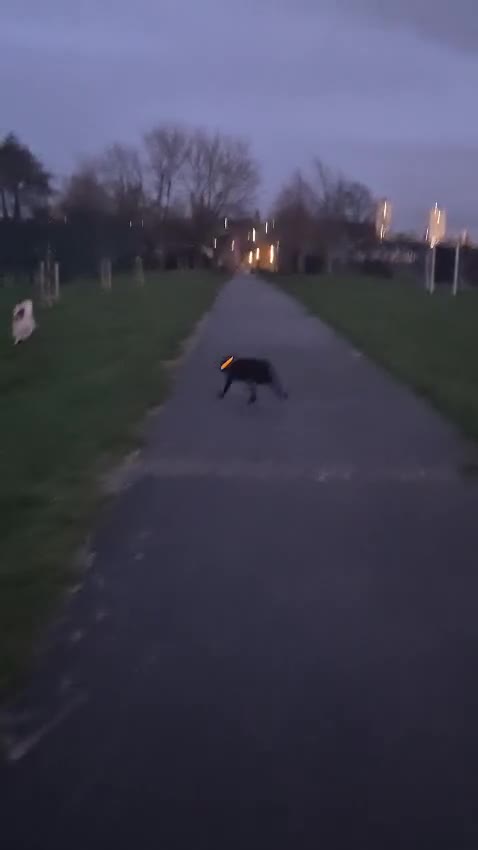 Border Collie dogs for sale: 2 year old Border collie in Liverpool - Video 1