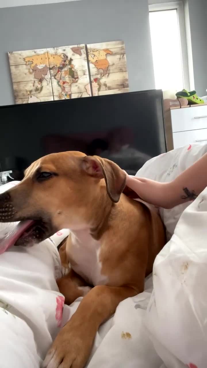 Mixed Breed dogs for sale: Greyhound cross lurcher  in Oldham - Video 1