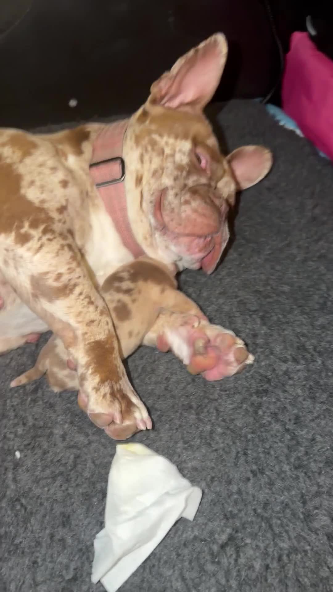 Mixed Breed dogs for sale: Full Breed LUXURY EXOTIC MICRO PUPPYS - Video 3