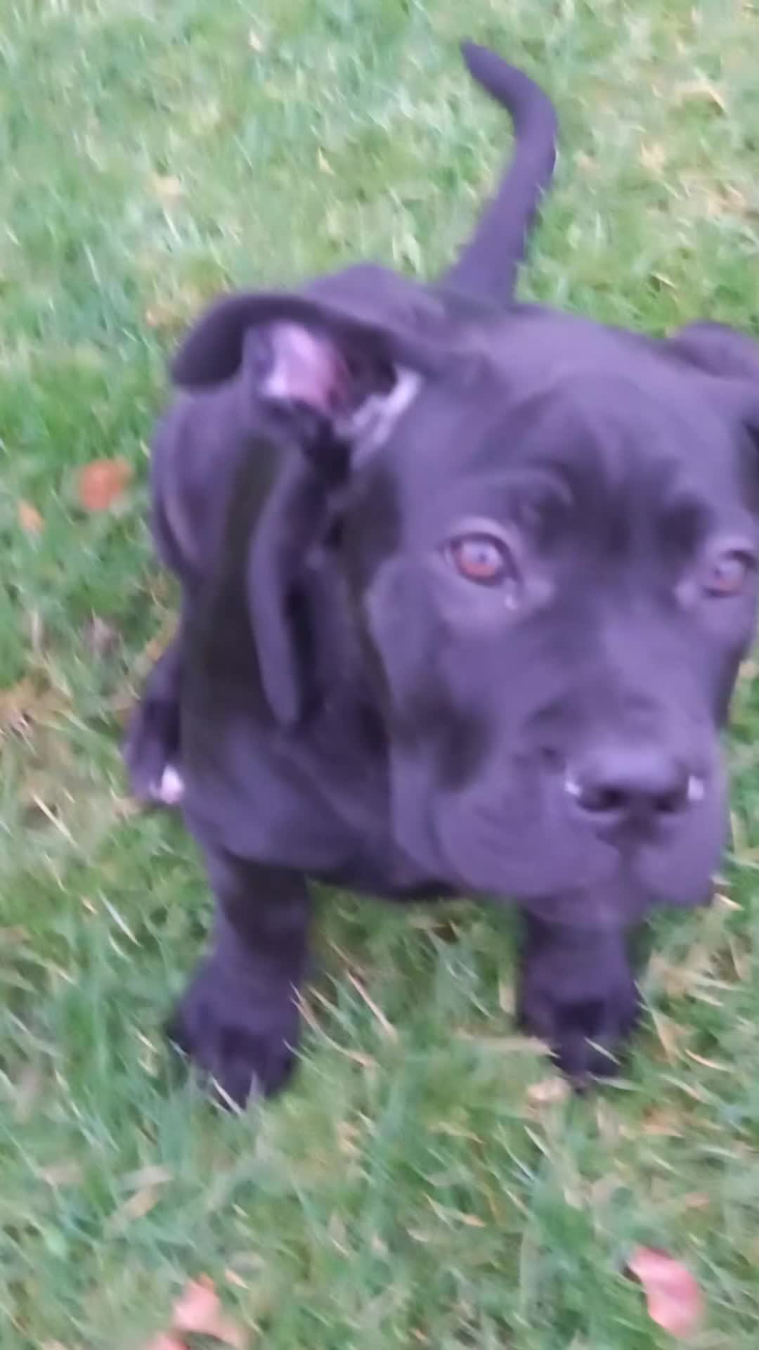 Cane Corso dogs for sale: ANNOUNCEMENT ONLY UK LITTER DEL DYRIUM LINES  🖤  - Video 5
