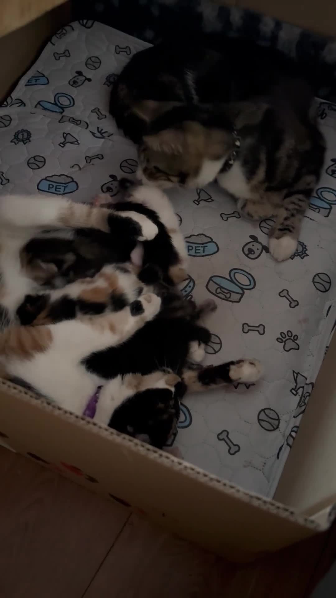 British Shorthair cats for sale: Beautiful Kittens in York - Video 3