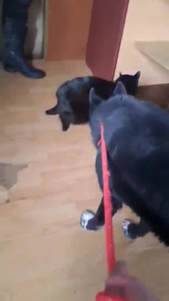 Mixed Breed dogs for adoption: BUCK  - Video 3