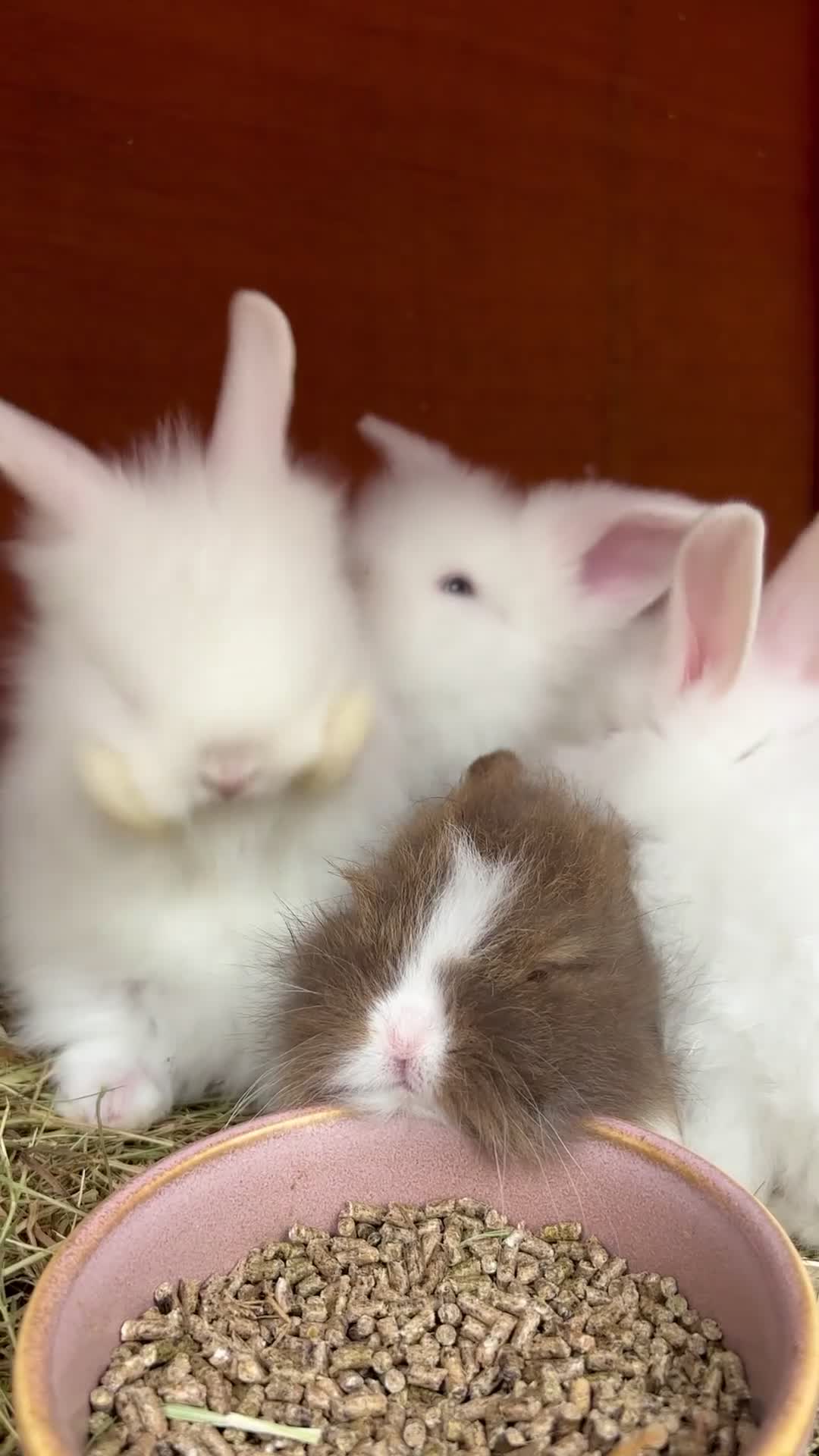 Lionhead rabbits for sale: Beautiful baby bunnies looking for an amazing home - Video 1
