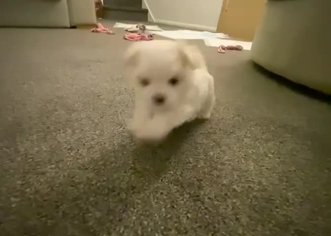 Maltese dogs for sale: Adorable KC registered Maltese puppies😍 - Video 2