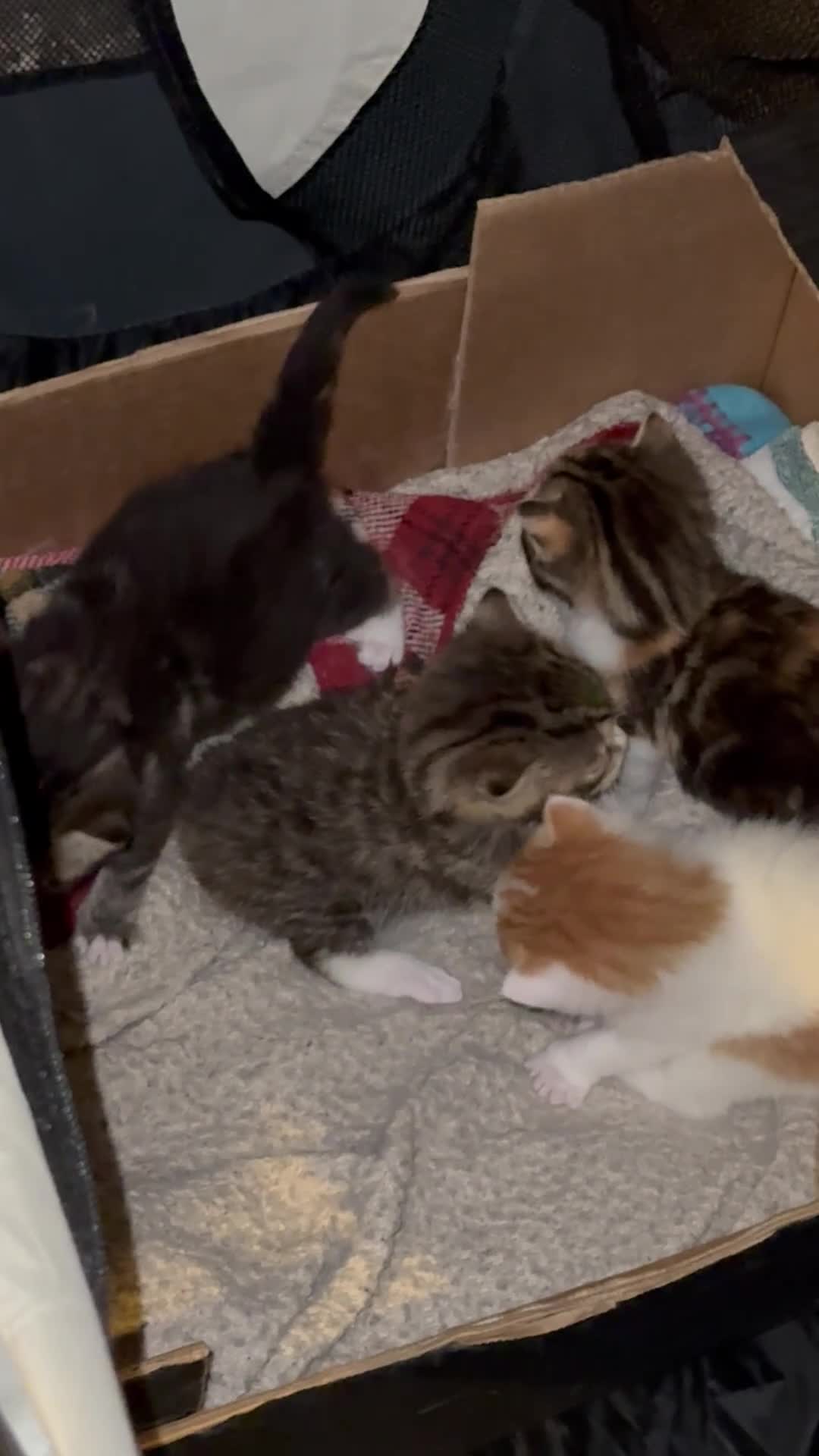 Mixed Breed cats for sale: 4 beautiful mixed breed kittens - Video 2