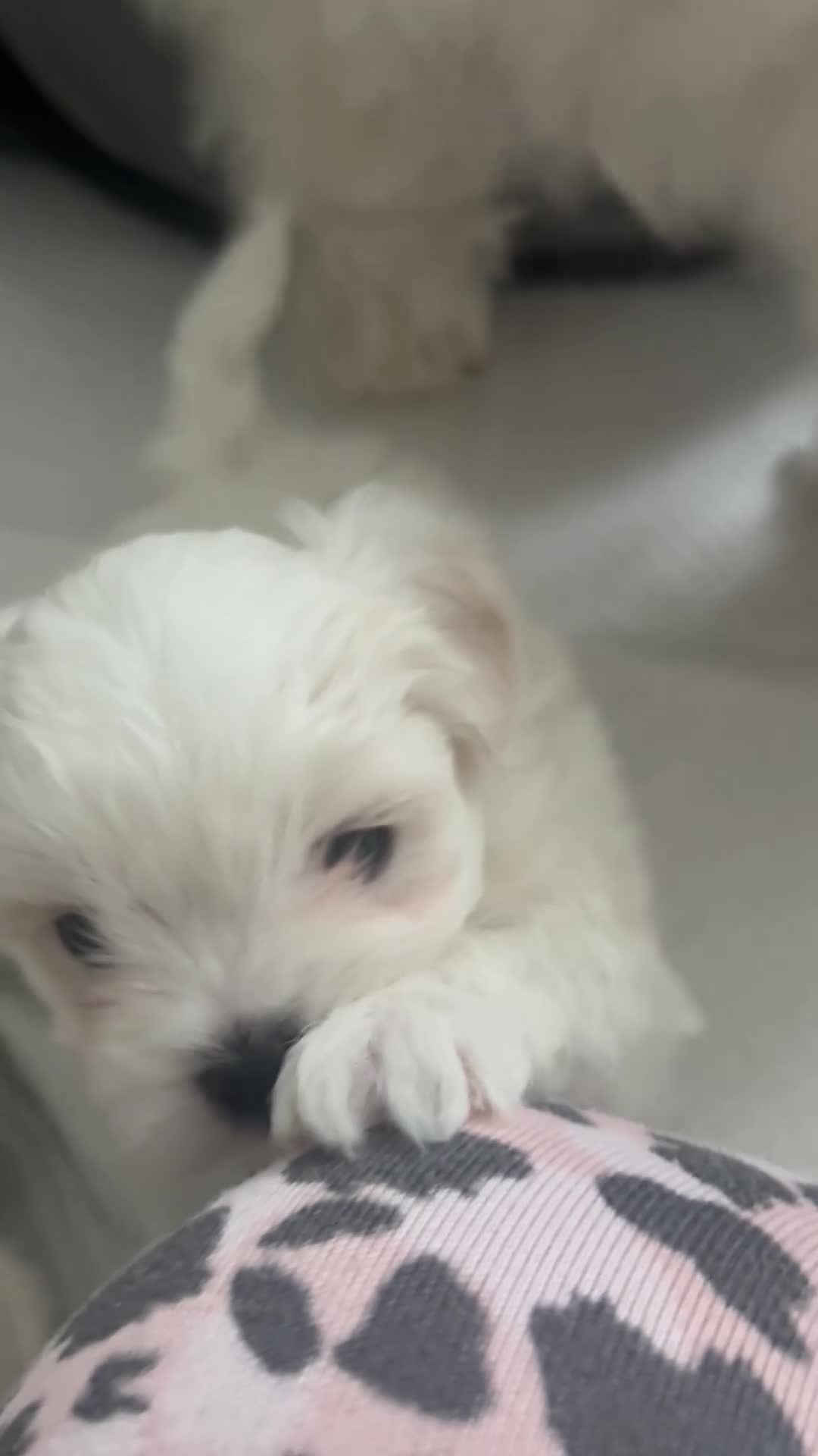 Maltese dogs for sale: Malitachon X Korean miniature Maltese ❤️ - Video 1