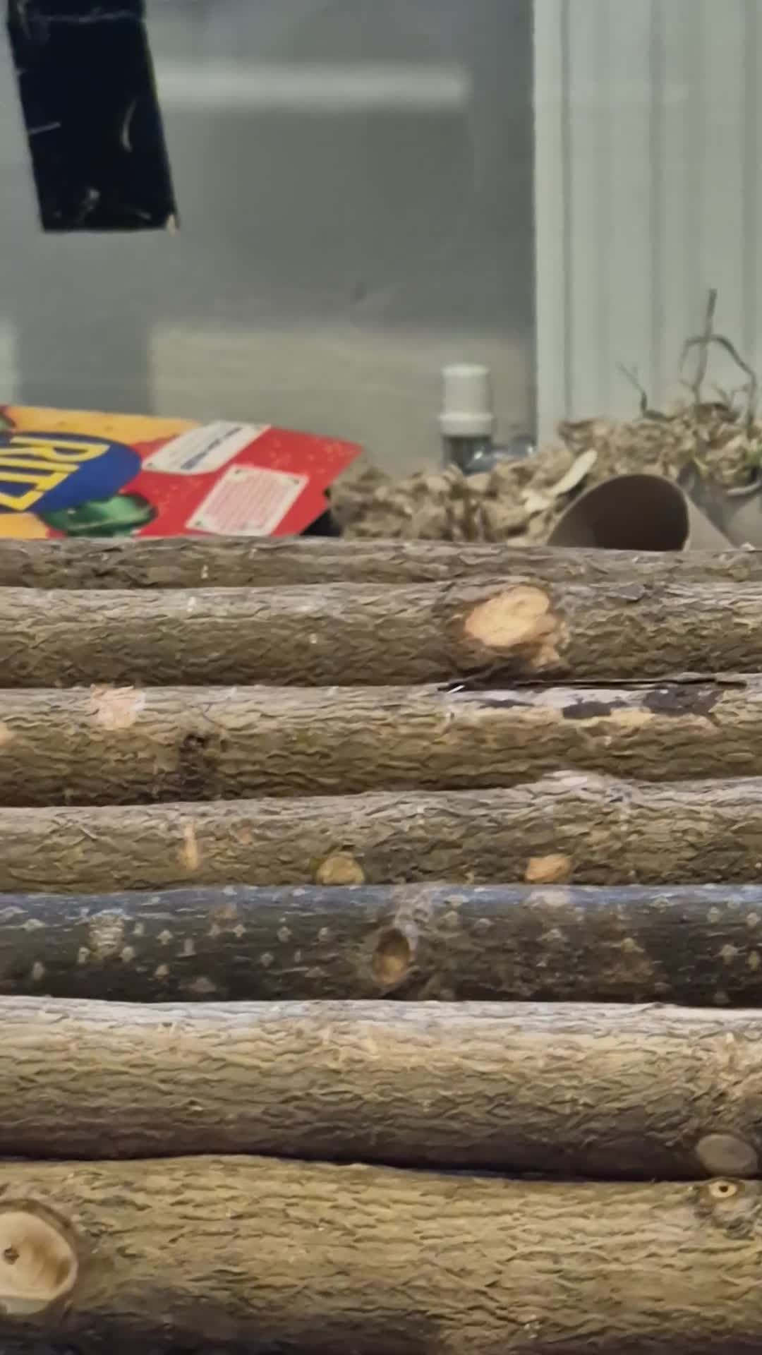 Gerbil rodents for sale: Male Gerbil/Gerbil(s) for sale - Video 2