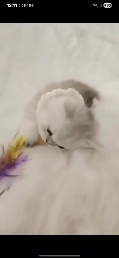 Persian cats for sale: Persian kittens  - Video 4