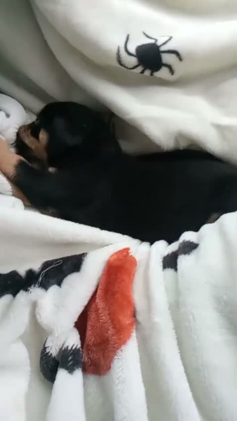 Jug dogs for sale: Jug Puppies in Manchester - Video 1