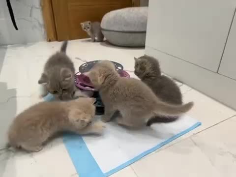 Scottish Fold cats for sale: Pedigree Scottish fold and straight kittens - Video 2