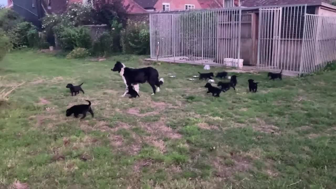 Borador dogs for sale: Beautiful Collie x Labrador Puppies - Video 1