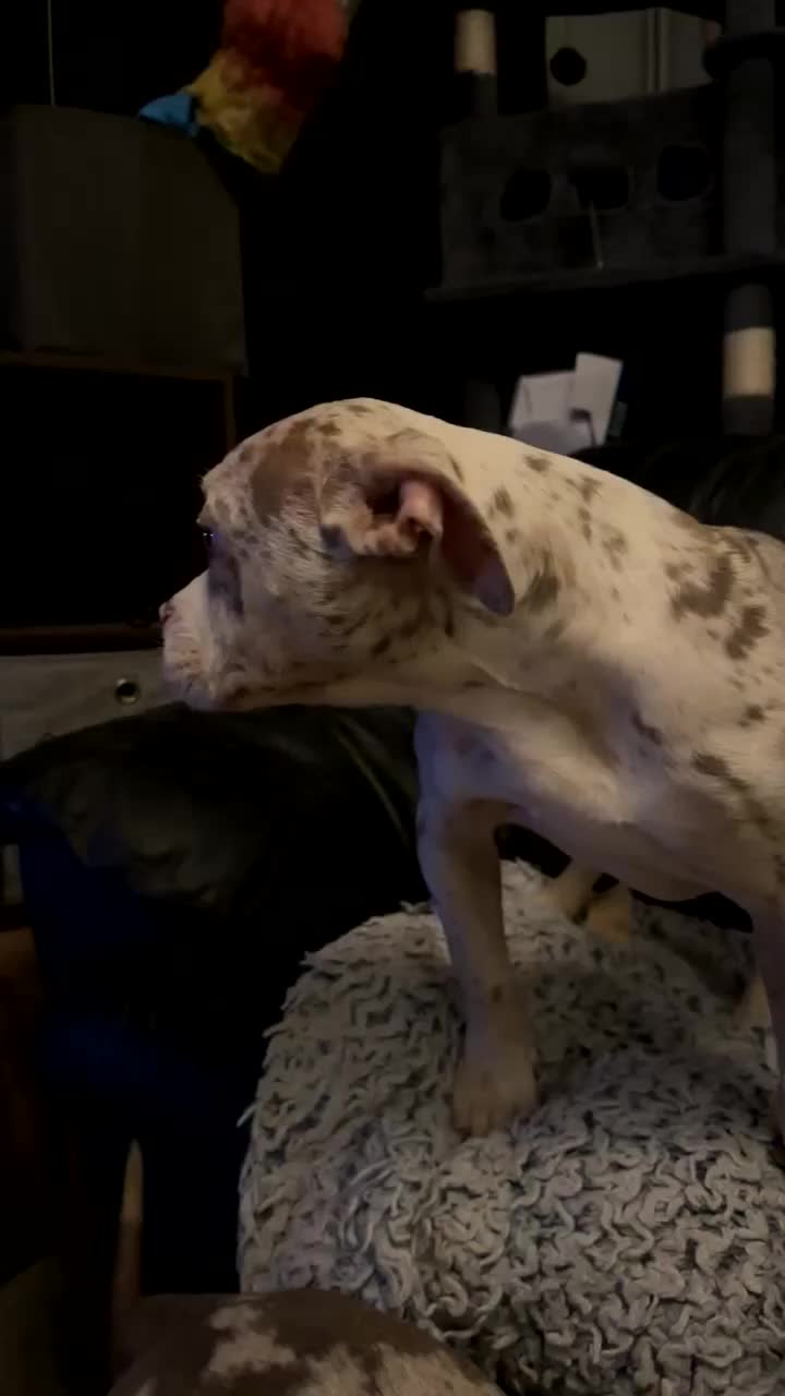 American Bully dogs for sale: Pocket bully pups  - Video 1