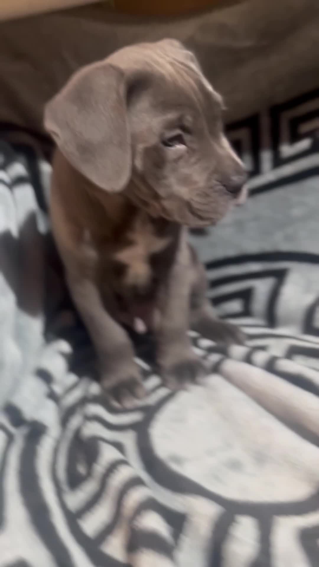 Cane Corso dogs for sale: Chunky blue  cane corso pups for sale last 2 - Video 1