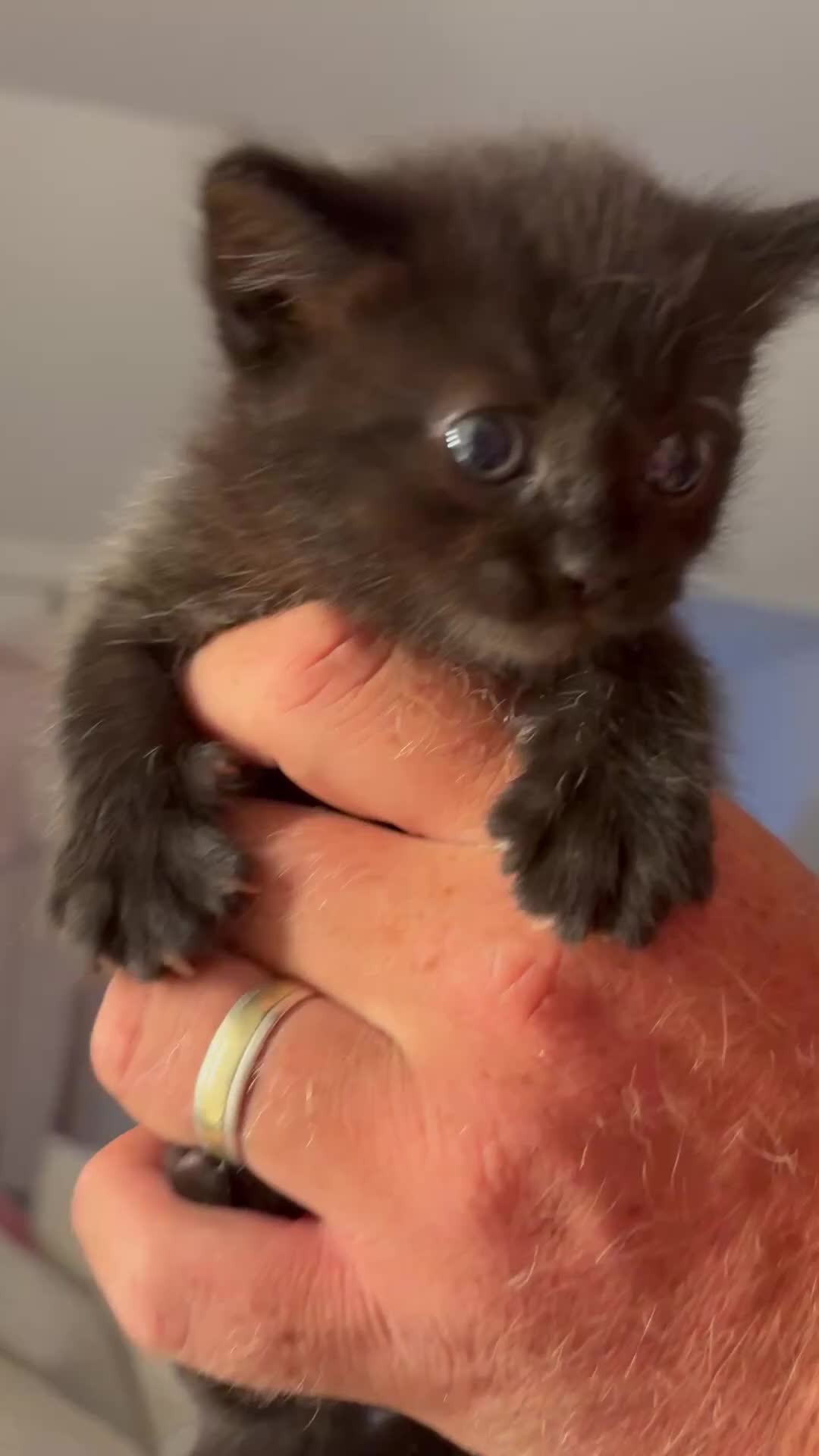 Ragdoll cats for sale: Ragdoll x British Shorthair blue kittens  - Video 3