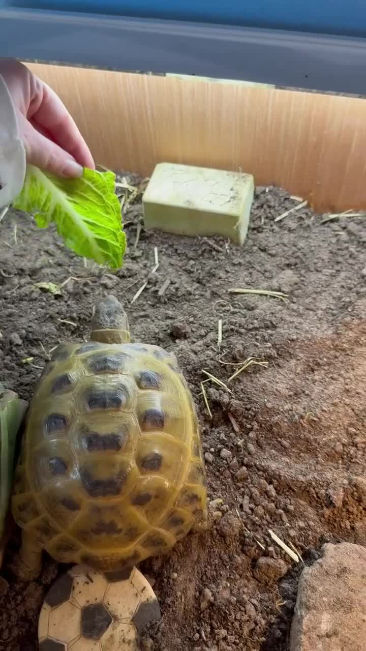 Tortoise reptiles for sale: Horsefield tortoise  in Redditch - Video 1