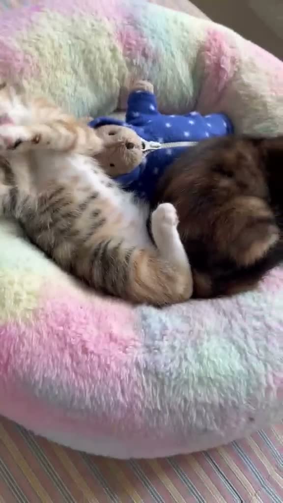 Mixed Breed cats for sale: 6 lovely female kittens.  - Video 2