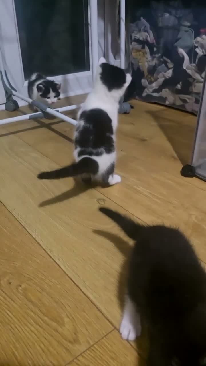 Mixed Breed cats for sale: Kittens - Video 1