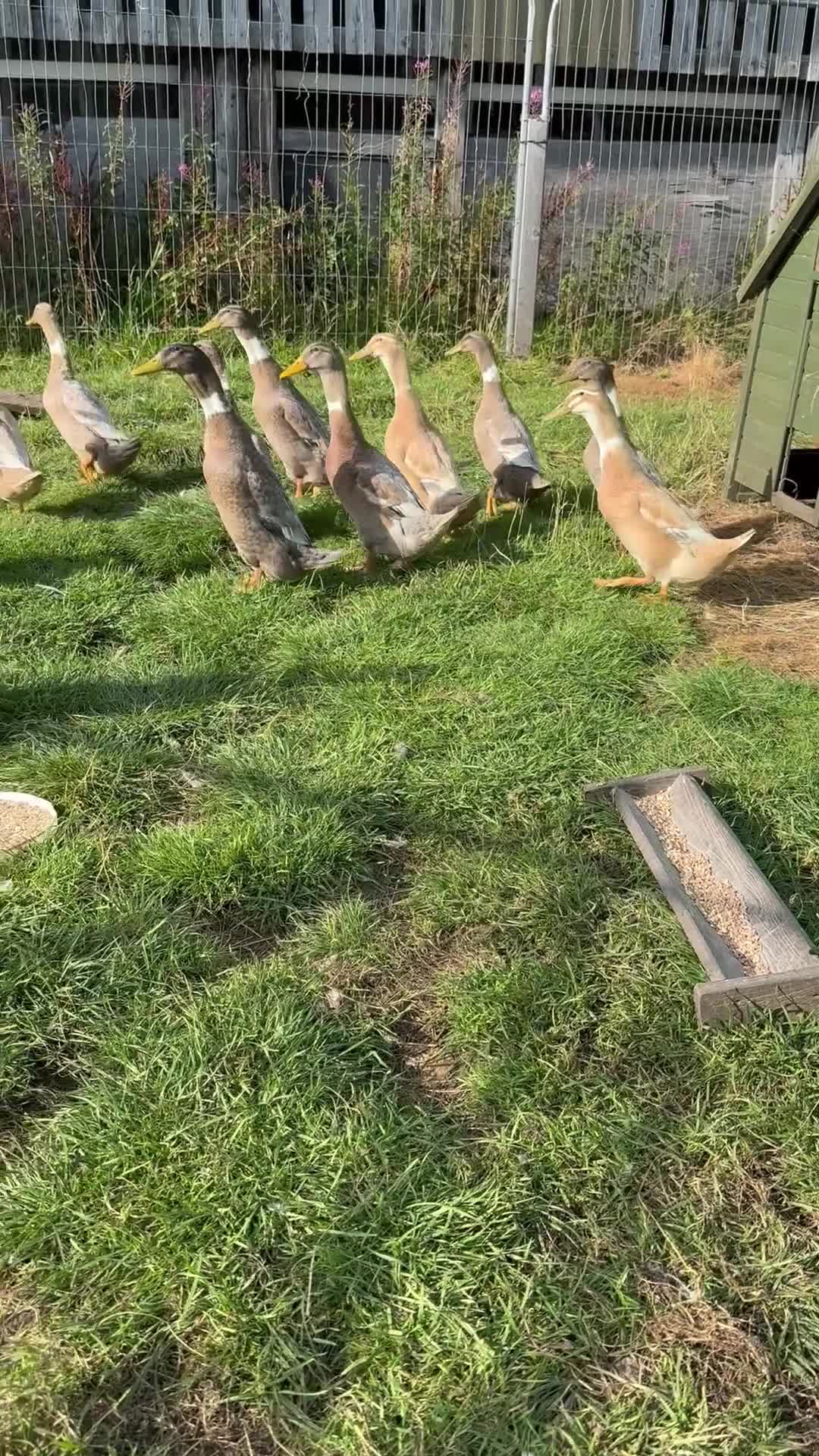 Ducks poultry for sale: Runner ducks for sale  - Video 1