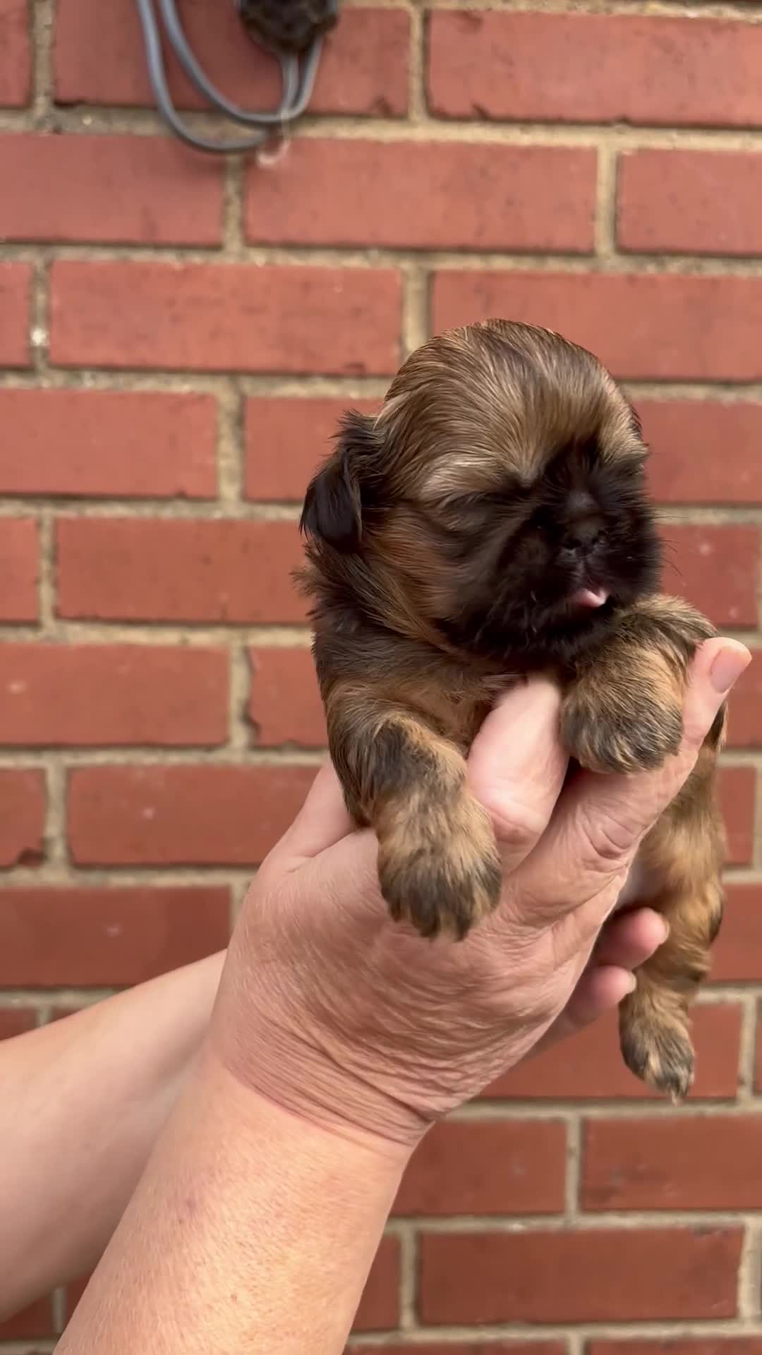 Shih Tzu dogs for sale: Handsome shih tzu boy puppies  - Video 2