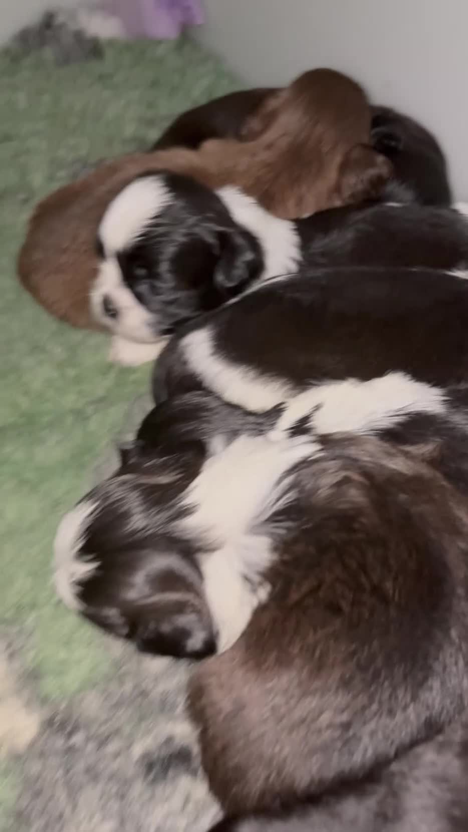 Shih Tzu dogs for sale: 🐾🖤 Traditional Black & White Health Tested KC - Video 1