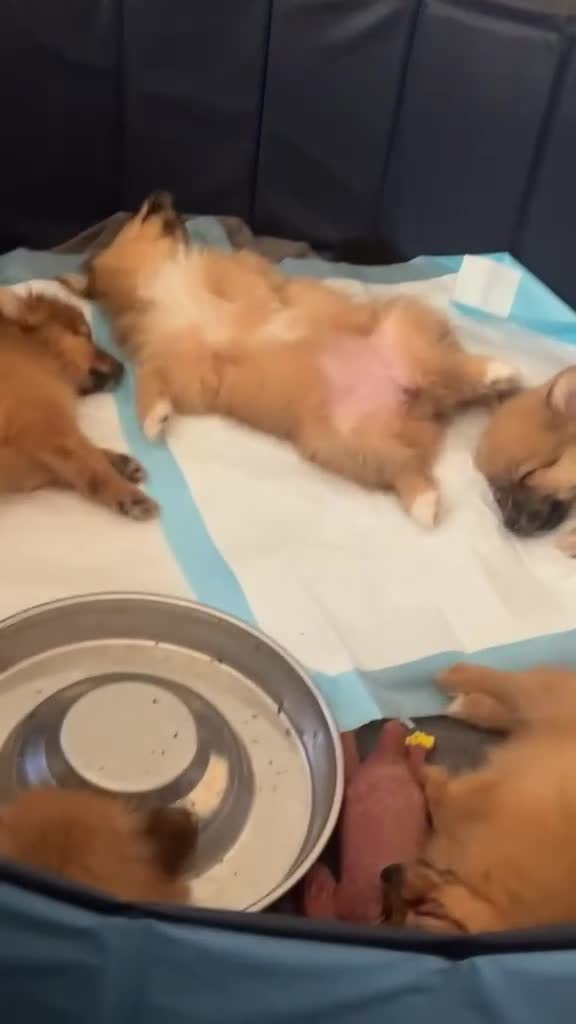 Pomeranian dogs for sale: Fox face pomeranians - Video 2