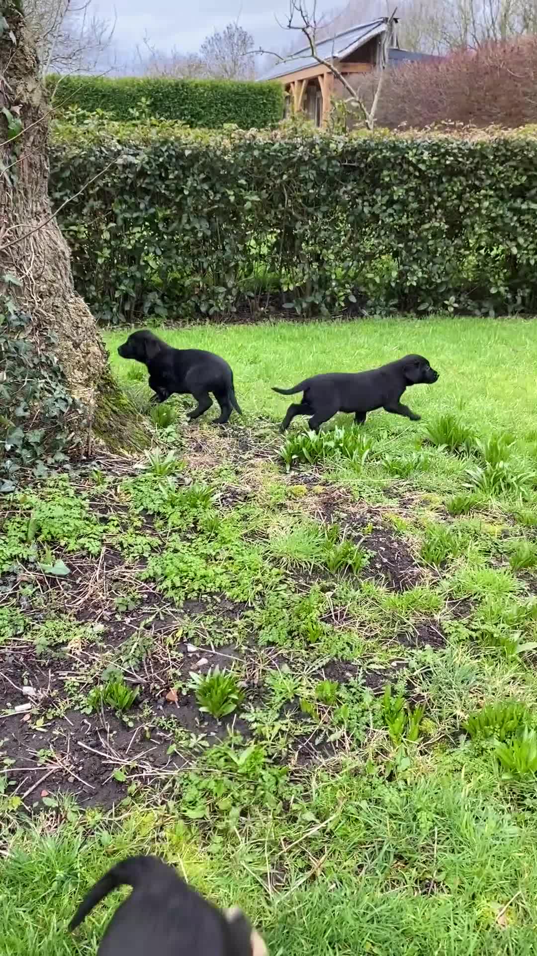Labrador Retriever dogs for sale: Beautiful KC Reg bitch puppies - Video 2
