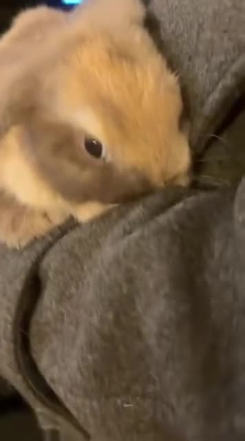 Mini Lop rabbits for sale: 2 harli mini lops males 10 weeks - Video 4